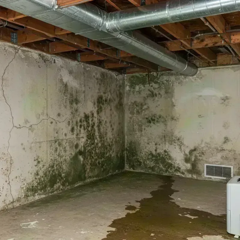 Professional Mold Removal in Cecilia, LA